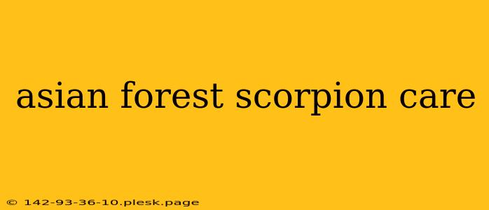 asian forest scorpion care