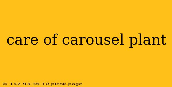 care of carousel plant